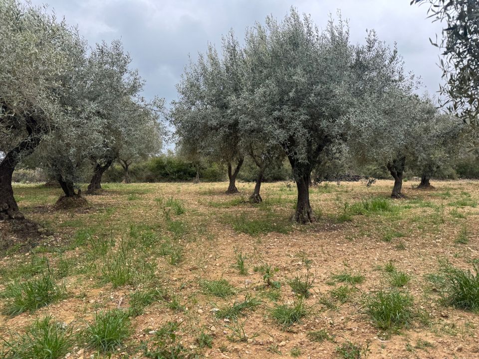 Finca en Sant Mateu, Castellon - foto 5